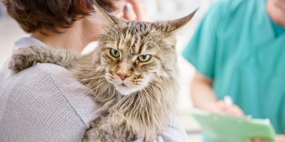 Is Pet Insurance Worth It? – Business Insider