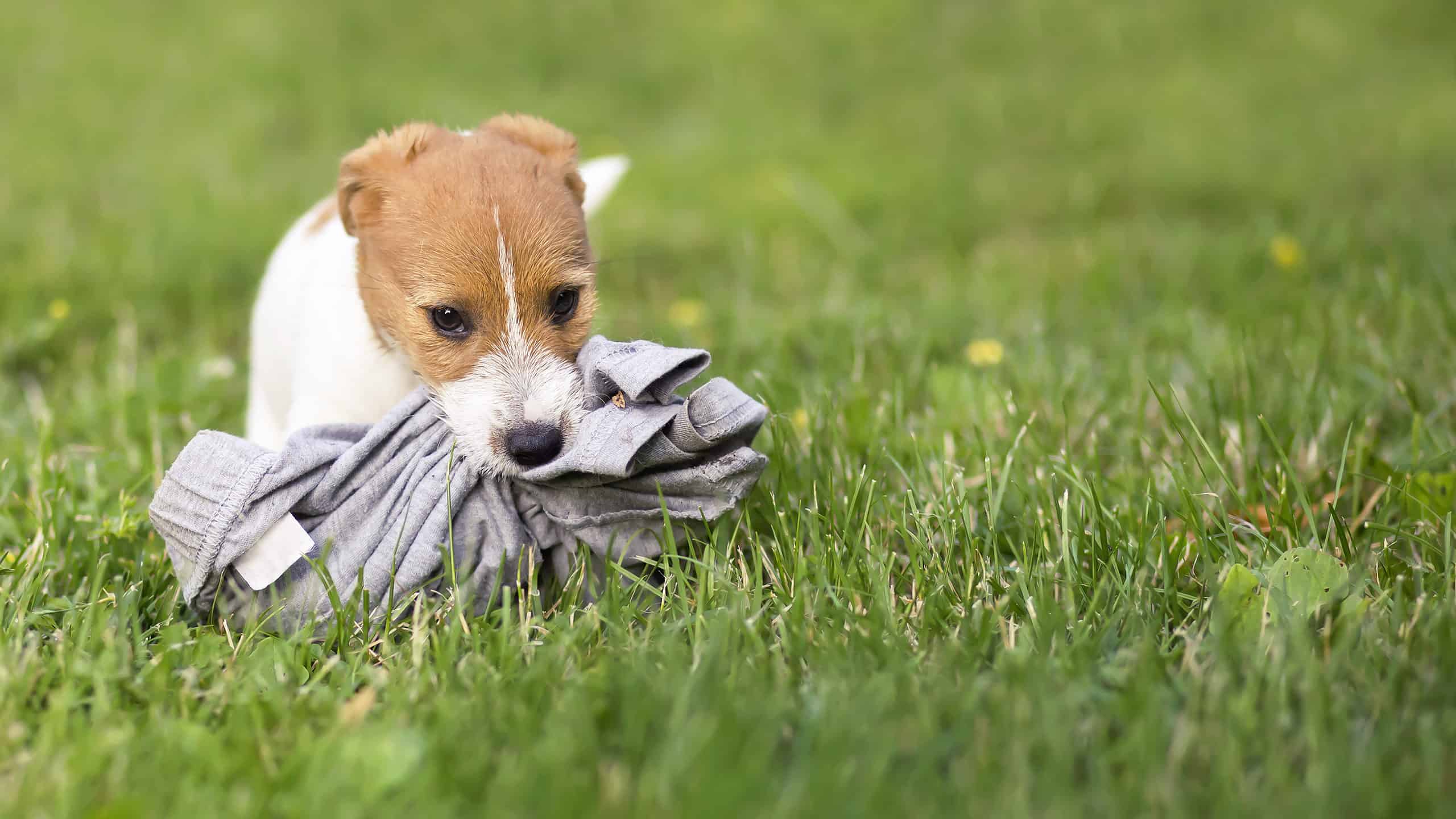 Dog Eating Your Underwear? Here's Why – AZ Animals