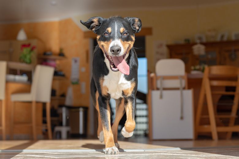 Dog Pacing – Why It Happens and How to Help Your Pacing Dog … – Dogster.com