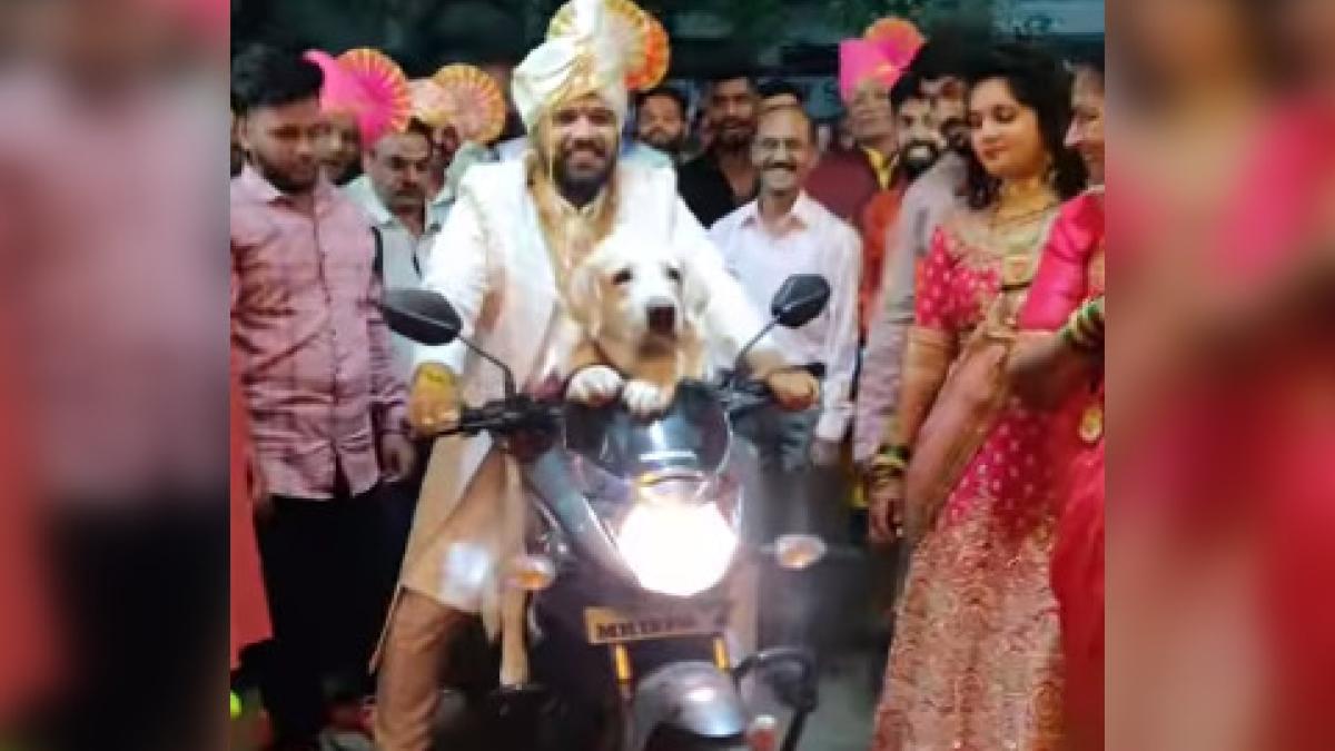 Desi groom enters wedding venue with pet dog on a bike. Video is viral, obviously – India Today