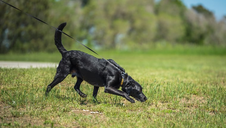 Dogs Sniff Out Environmental Toxins on the Blackfoot Nation – DogTime