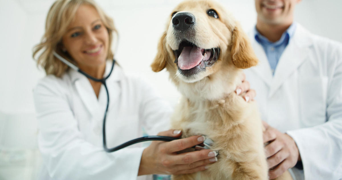 How to determine if pet insurance is worth it – CBS News