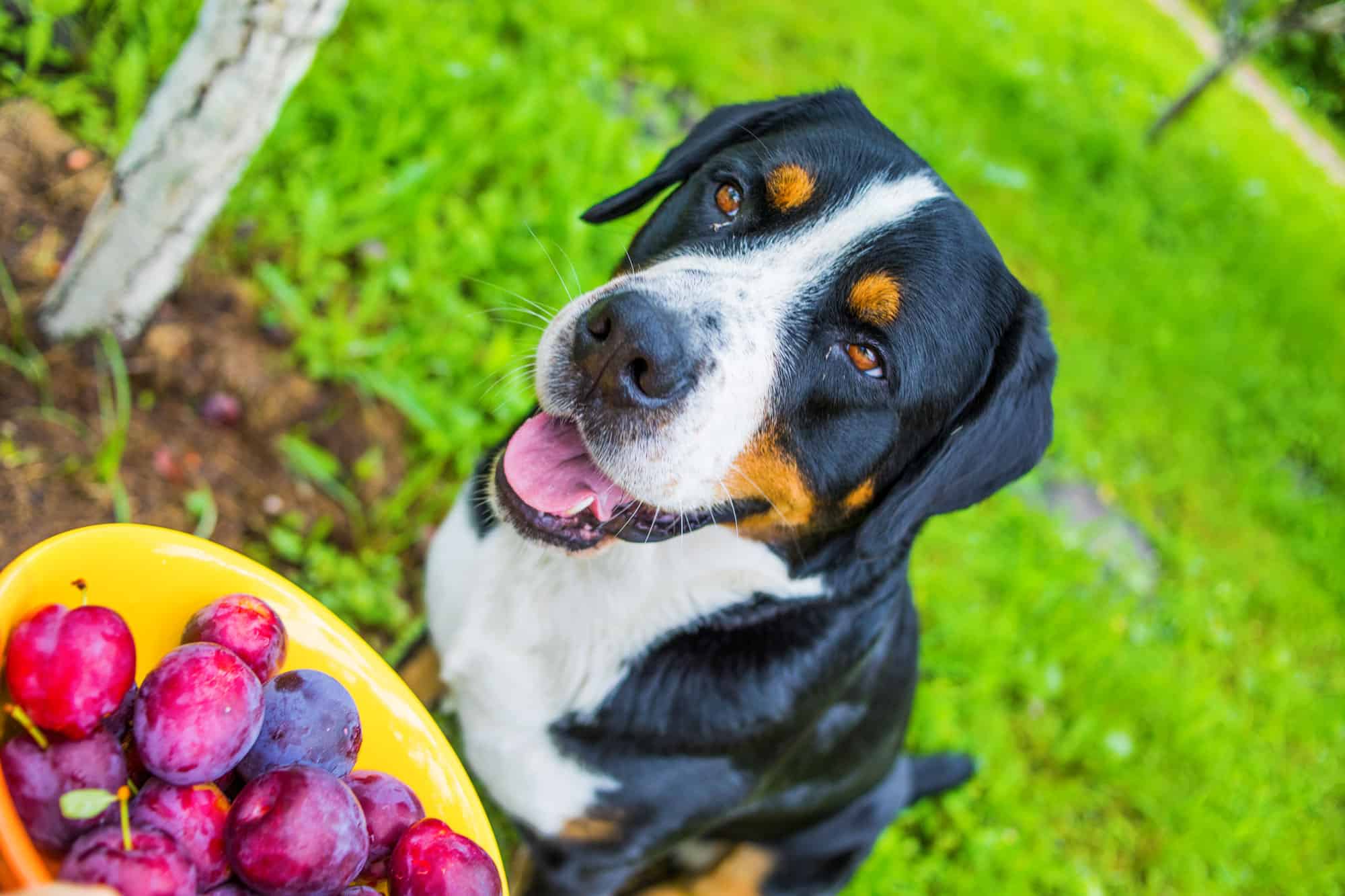 Are Plums Safe For Dogs To Eat? – AZ Animals