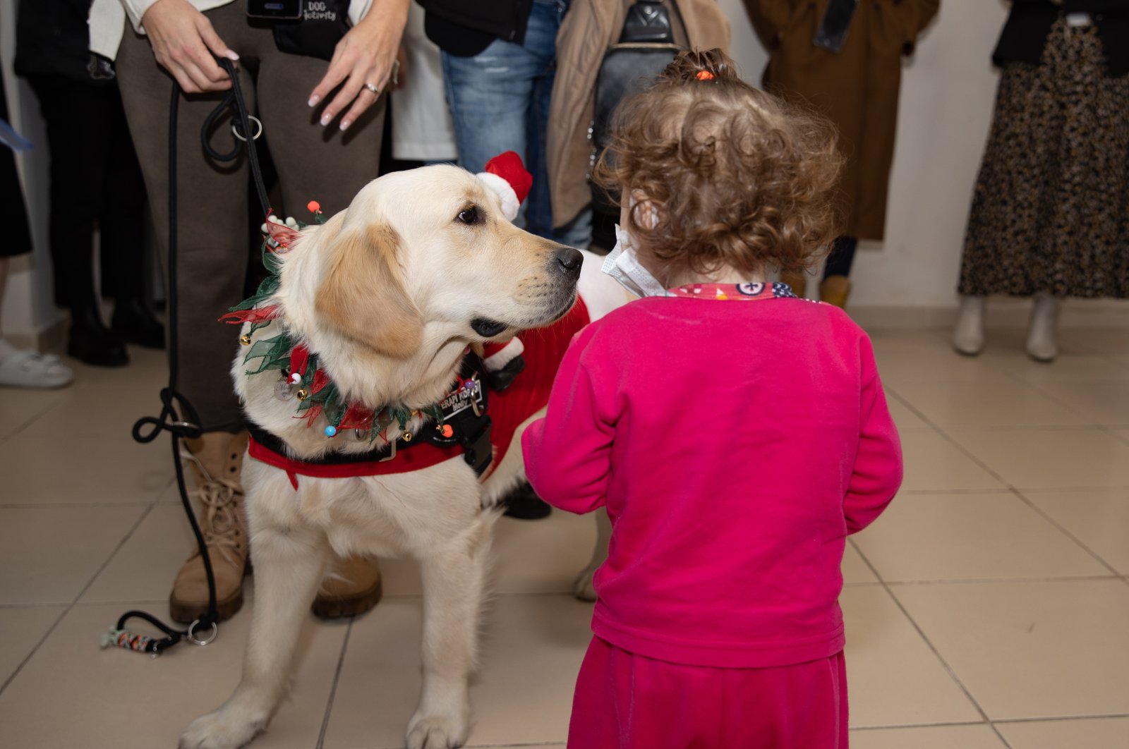 Therapy dog lifts spirits of kids in cancer treatment | Daily Sabah – Daily Sabah