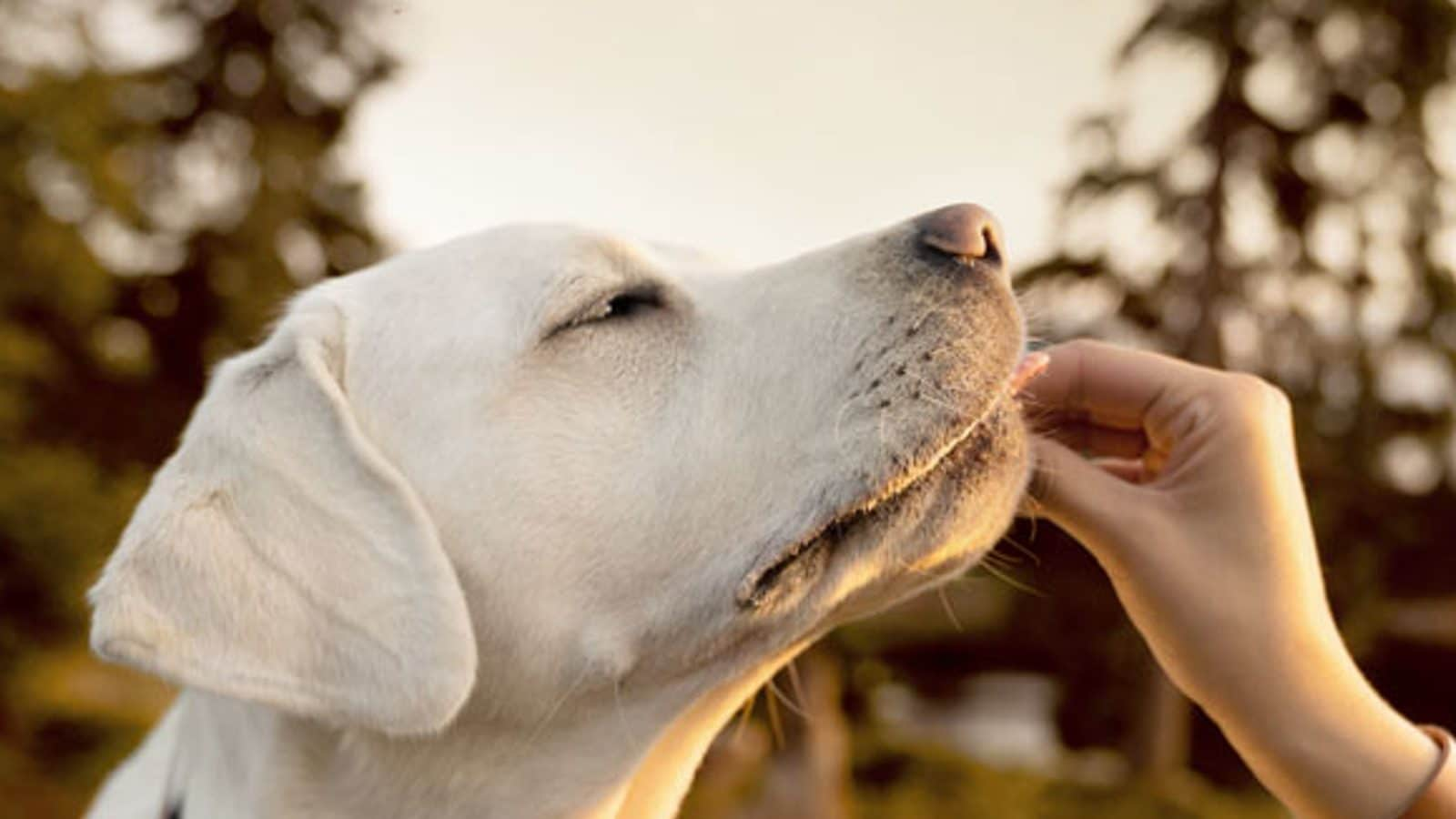 Genetic Testing for Dogs Can Help Identify Diseases and Enable Preventive Care for Them – News18