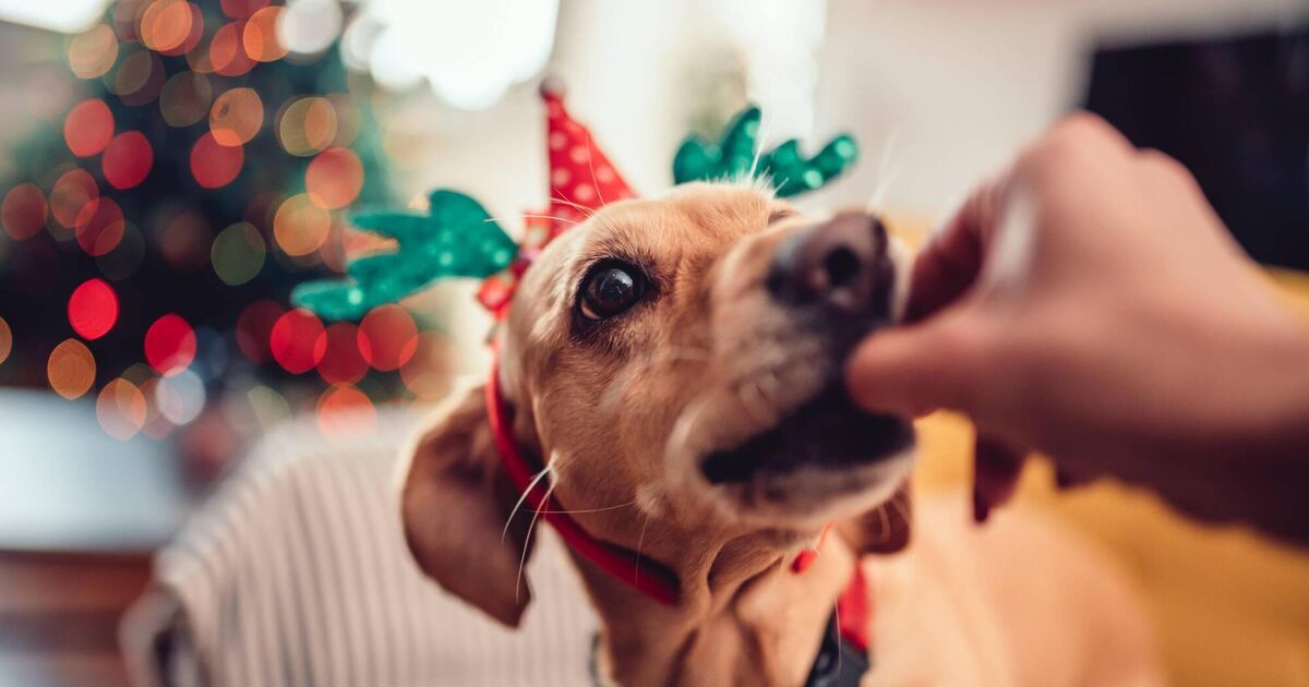 Pete the Vet: The facts about feeding your pets Christmas leftovers … – Irish Examiner