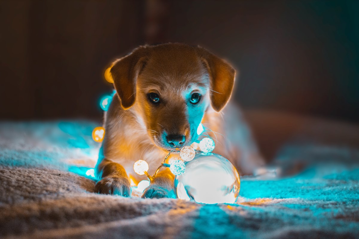 Pets as Christmas gifts 'not the right way to go about it' – BayToday.ca