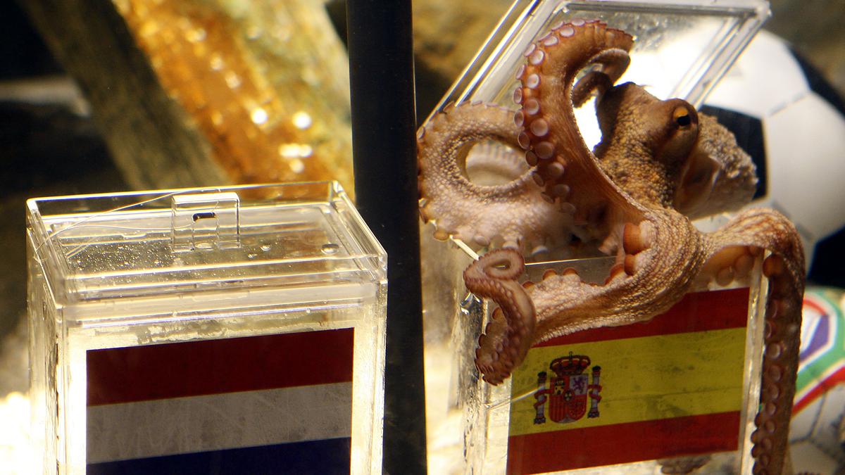 Animals like Paul the Octopus, who have predicted FIFA World Cup 2022 results – Sportstar