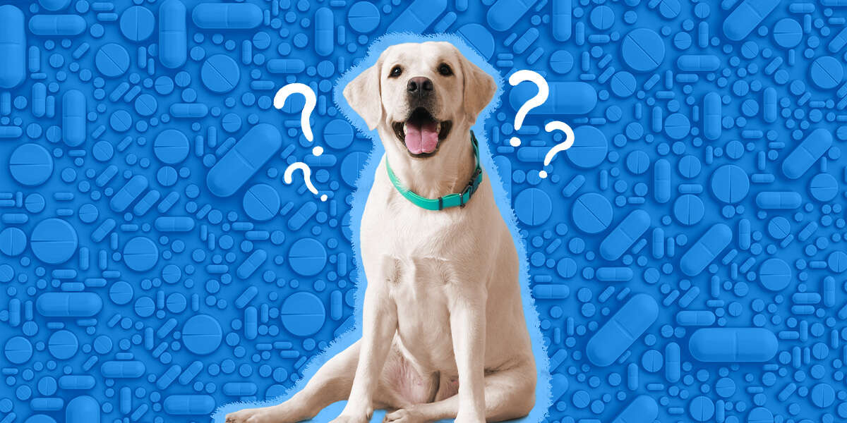 Here's What You Need To Know About Giving Prednisone To Your Dog – The Dodo