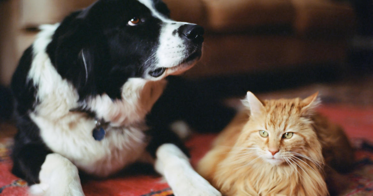 Can I buy pet insurance for multiple pets? – CBS News