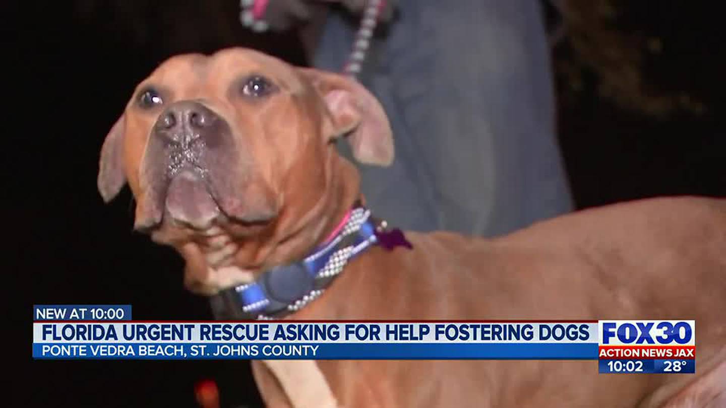 Northeast Florida Animal Rescue in Desperate Need of Fosters as Freezing Temps Threaten Local Pups – ActionNewsJax.com