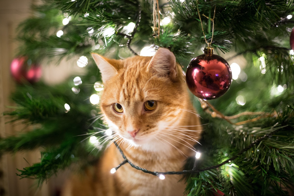 What can my pet eat during the holidays? You might be surprised – Inverse