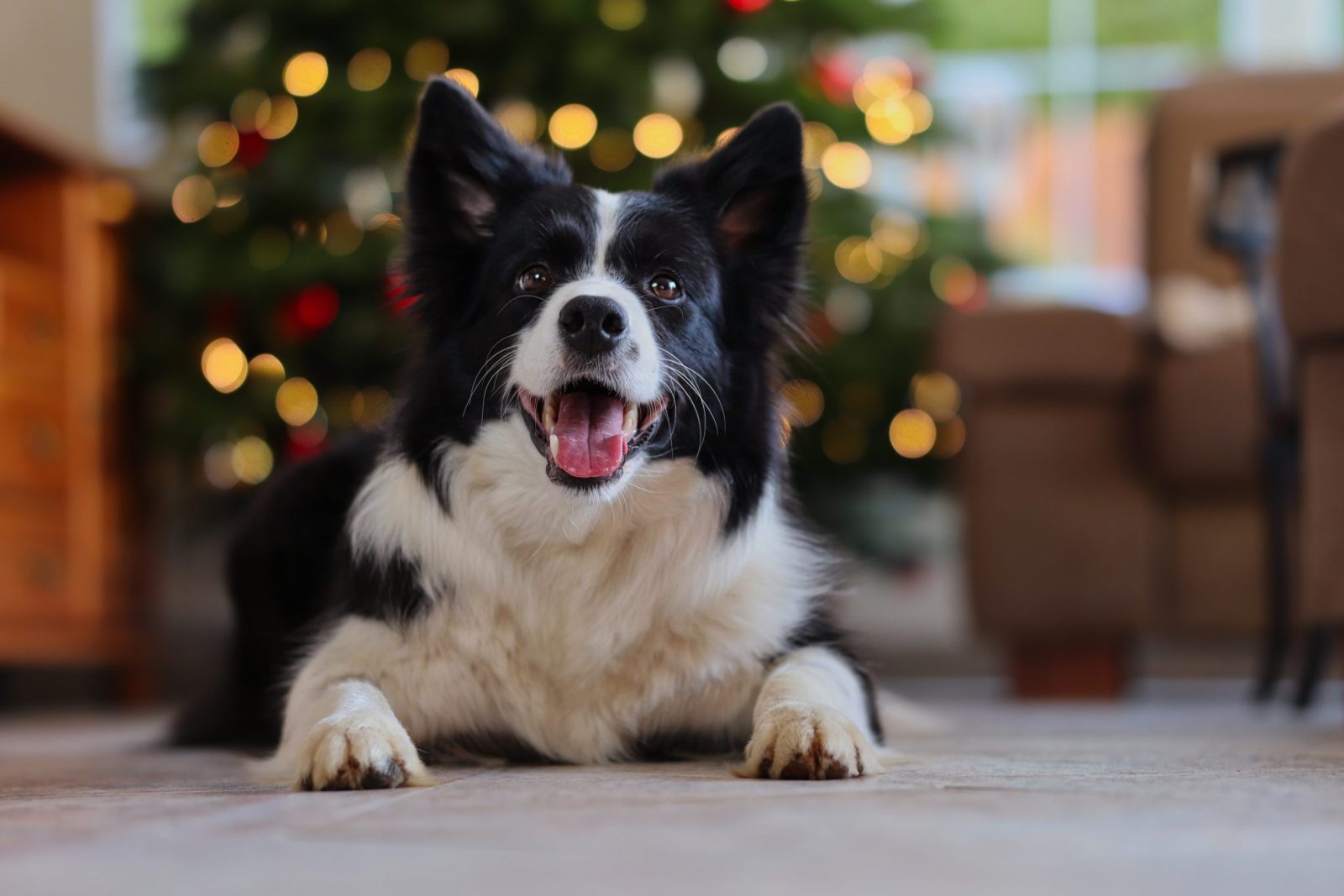 Dog Praised For Saving Family From House Fire on Christmas Eve – One Green Planet