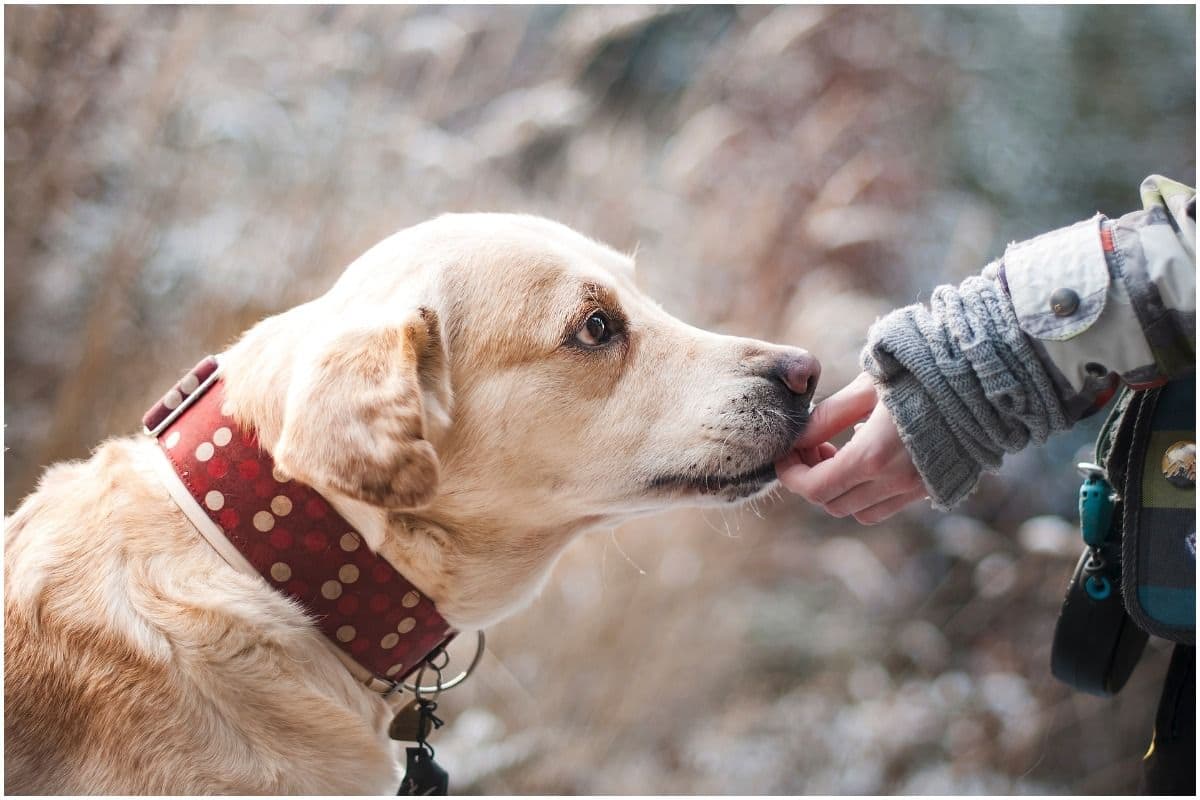 Are You Giving Your Pet The Right Food This Winter? Here's Your Guide To Proper Diet For Your Furry Friends – India.com