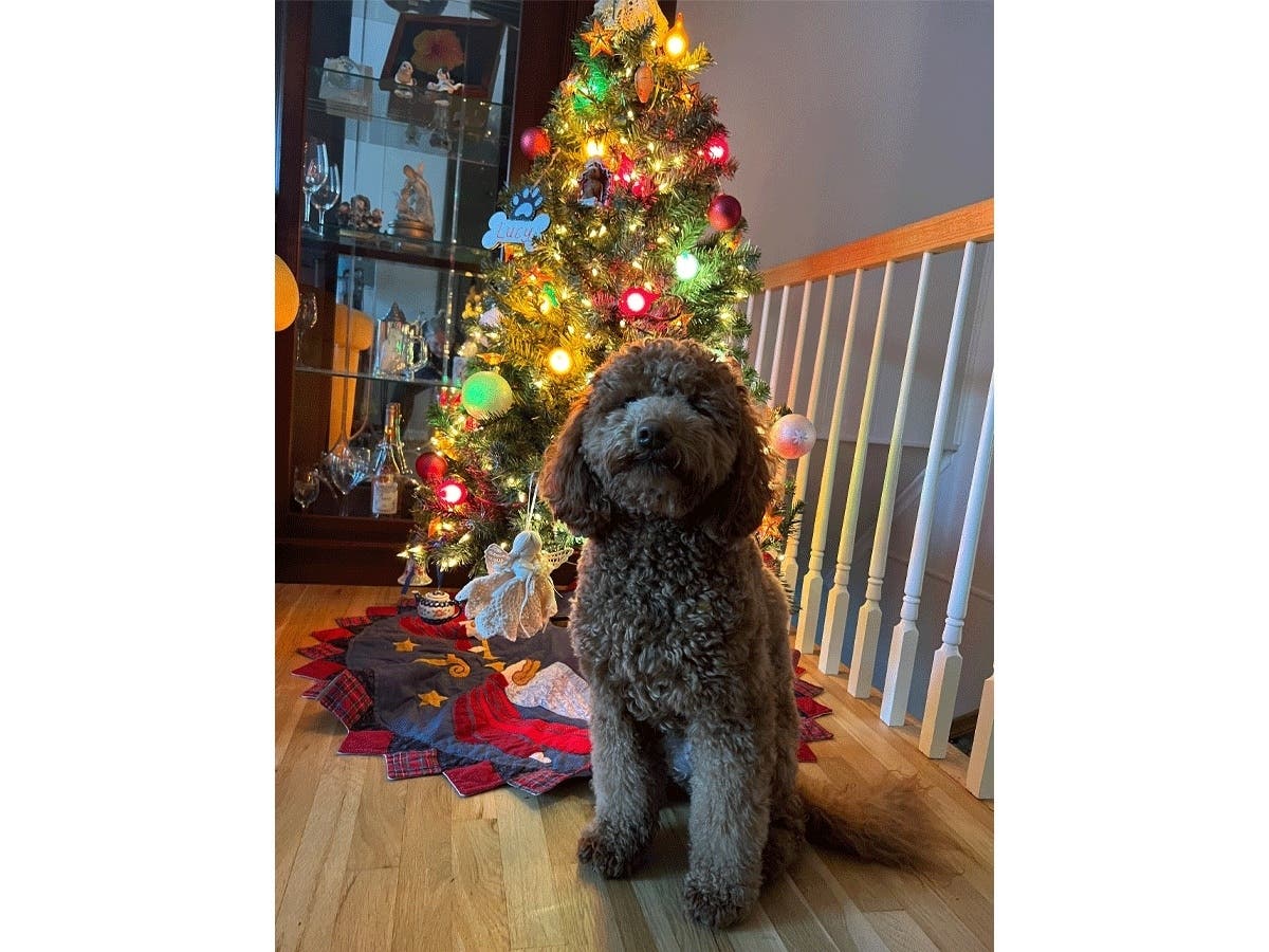 MD Good News: Holiday Pet Pics, Teacher Serenaded, Best Holiday Lights – Patch