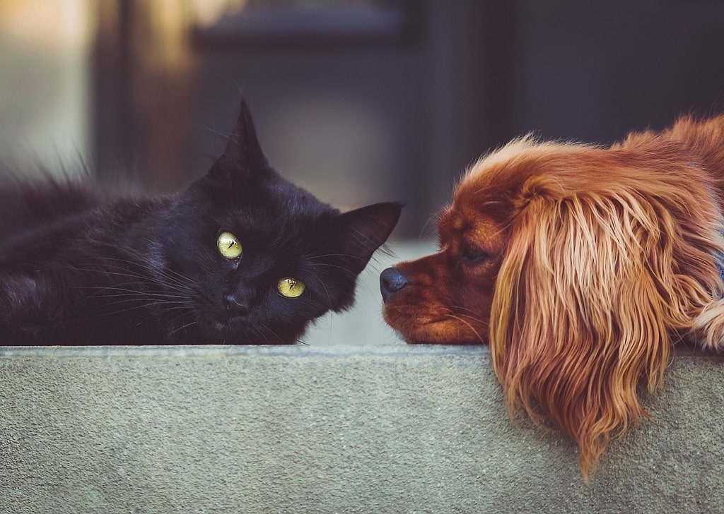 Best of Furriest Friends: Essential Tips For Caring For Your Pet – Intelligent Living