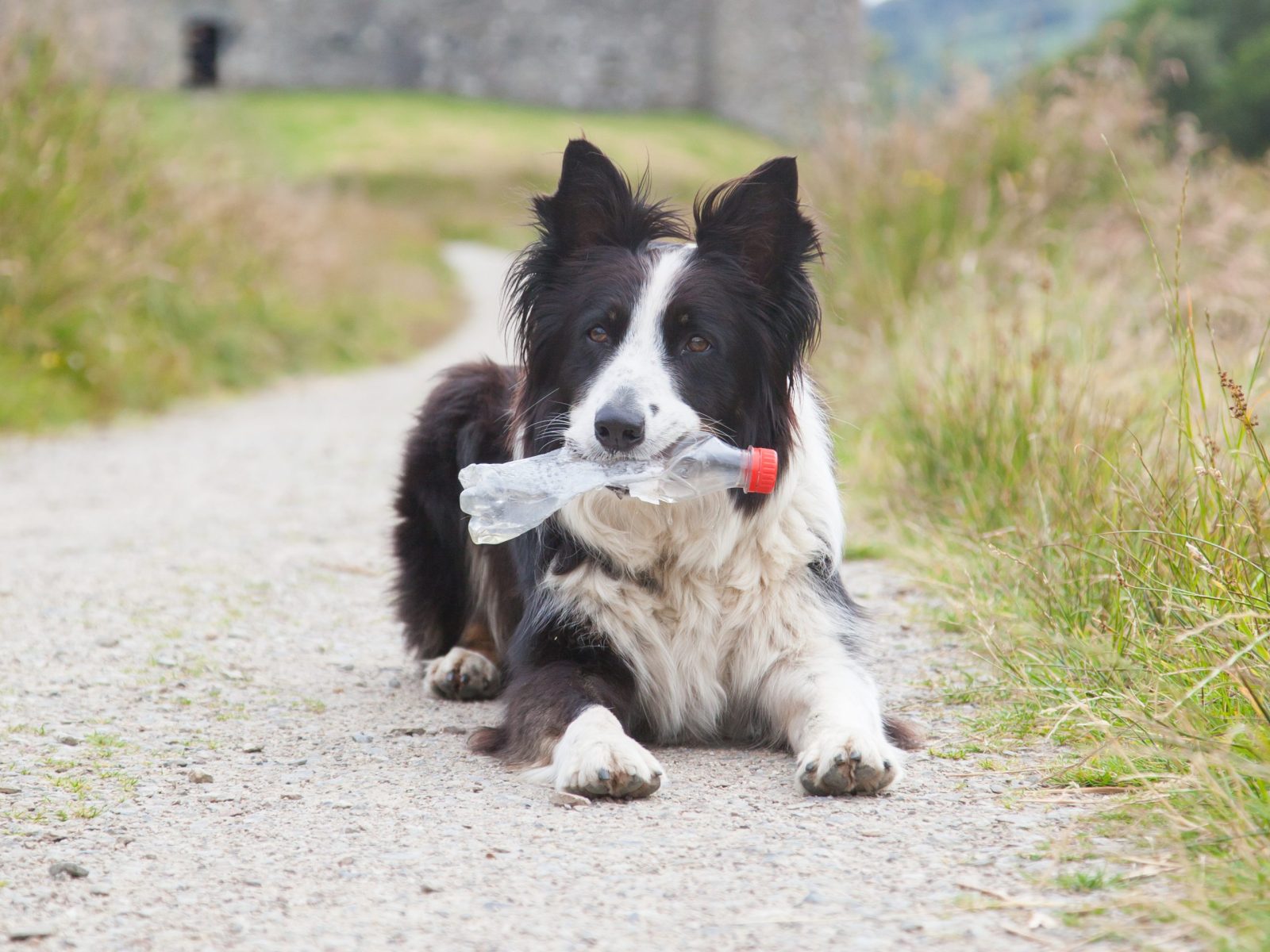 Dog Named Scruff Collects Hundreds of Plastic Bottles During His … – One Green Planet