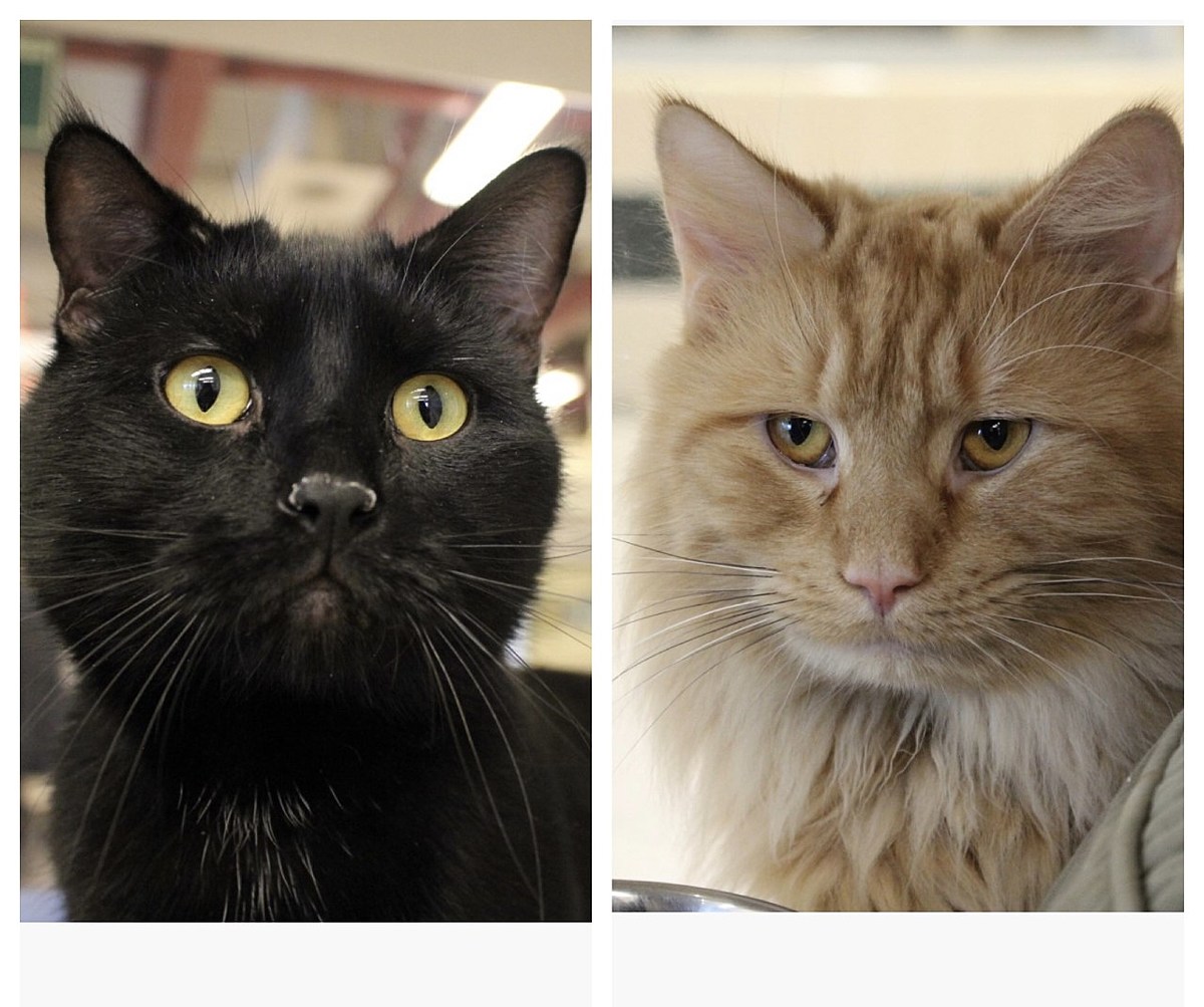 Berkshire Humane Society Pet(s) of the Week: Max & Tigger – Live 95.9