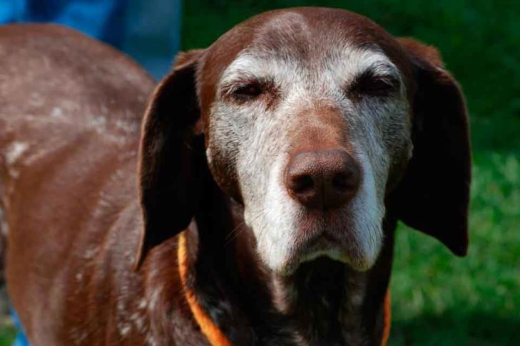 Supporting Blind Dogs: Tips To Adjust To Vision Loss In Your Dog – American Kennel Club