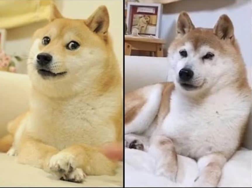 Who is Kabosu? Real Life Shiba Inu Dog Behind Dogecoin is Seriously Ill – CoinGape