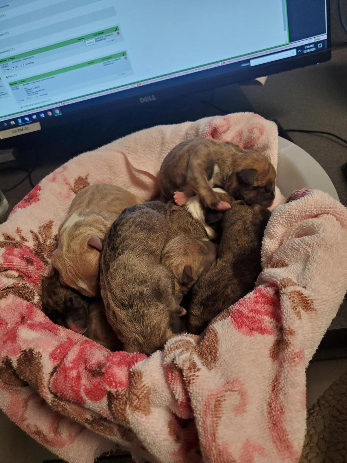 Rescue Saves Pregnant Dog from Freezing Weather Days Before Pet Gives Birth to 9 Puppies – Yahoo Entertainment