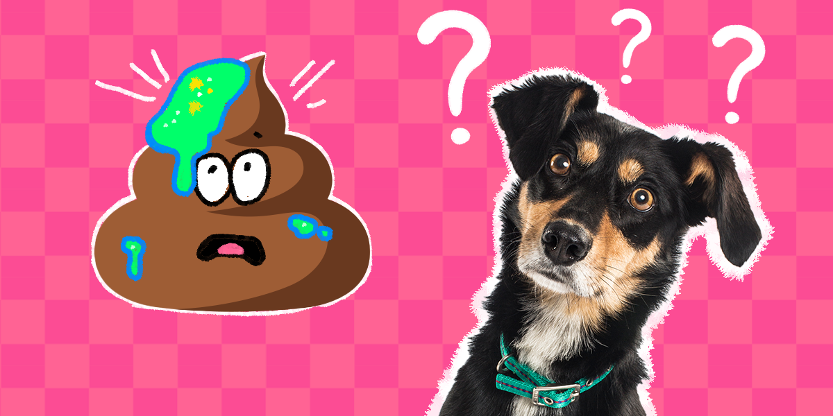 Why Is There Mucus In My Dog’s Poop? – The Dodo