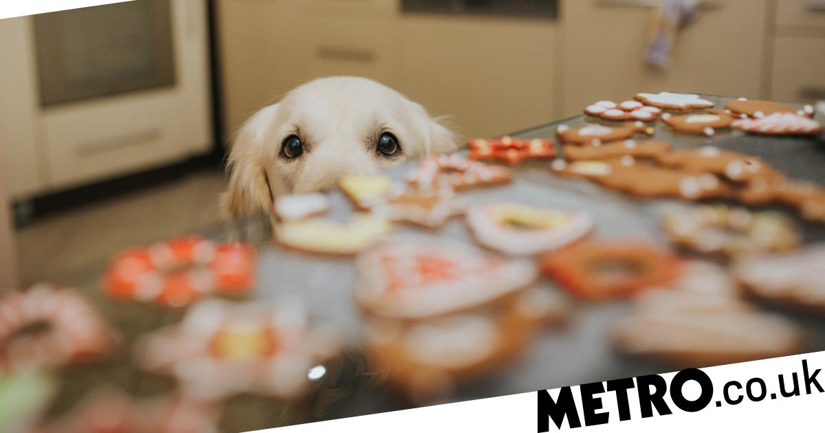 How to get your dog back to a healthy weight post-Christmas – Metro.co.uk