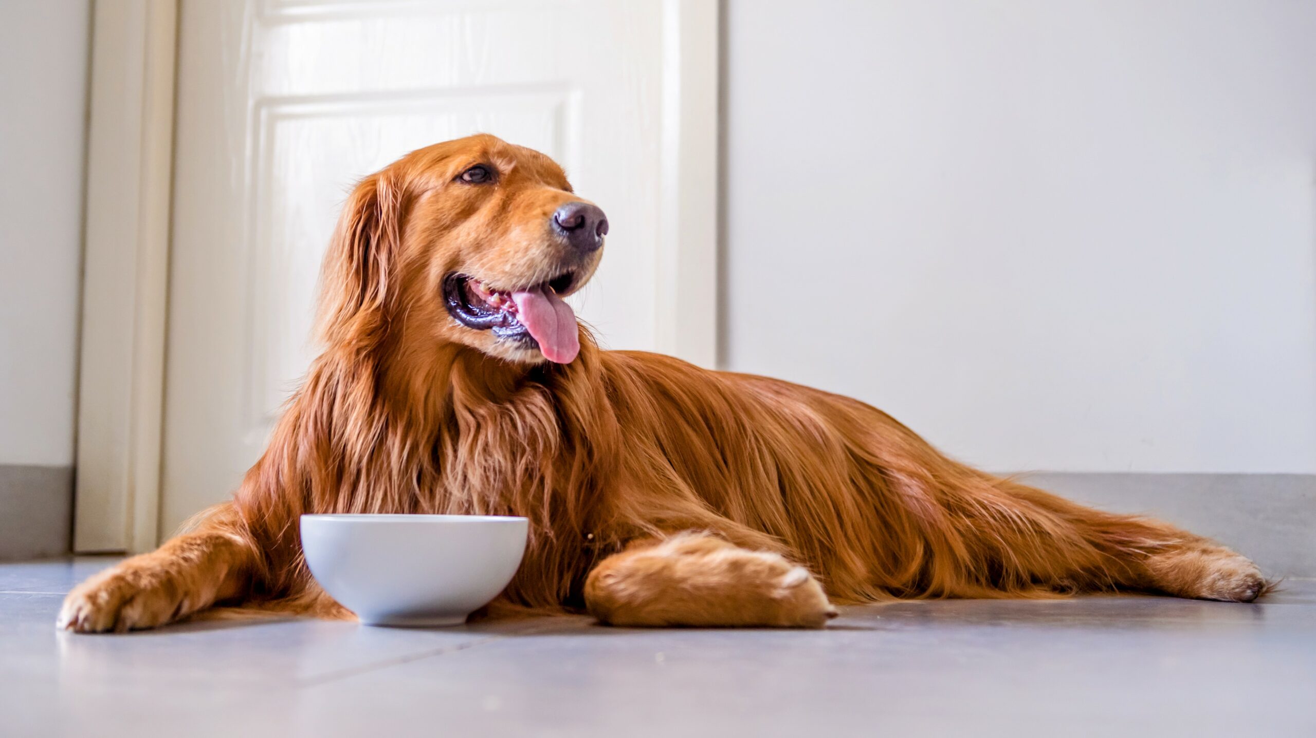 Dogs can adjust to new diets very quickly – Earth.com