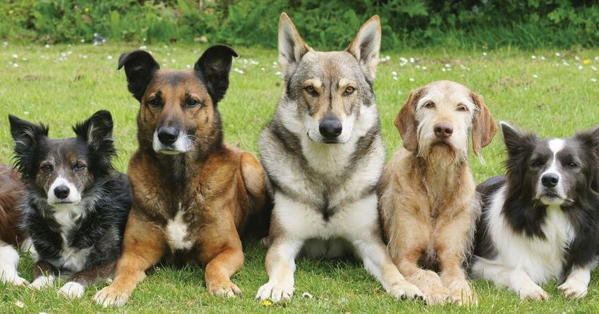 4-H dog obedience classes begin Feb. 7 | News | times-online.com – Times Record