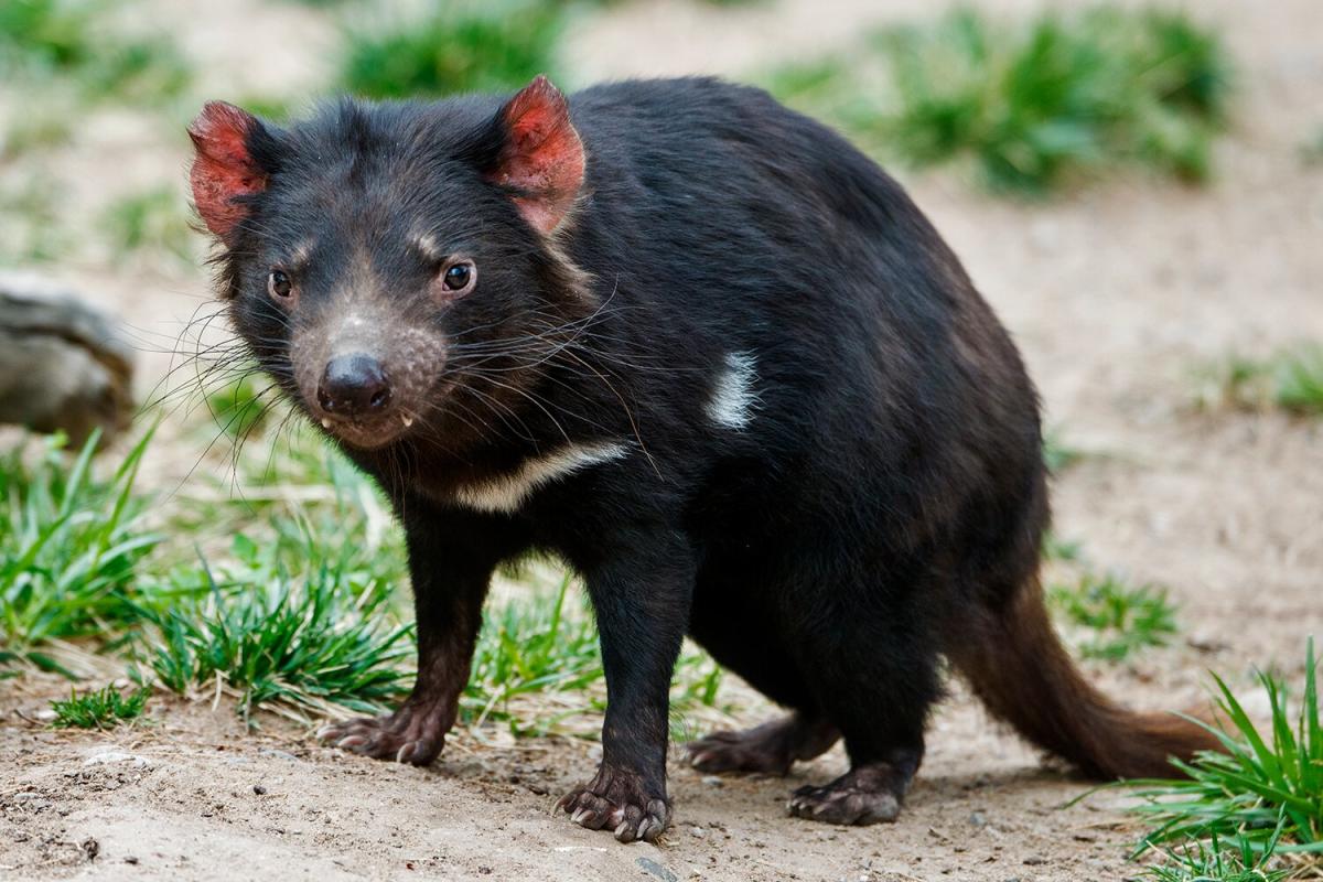 Woman Finds Tasmanian Devil in Home After Mistaking Wild Animal for Golden Retriever's Dog Toy – Yahoo New Zealand News