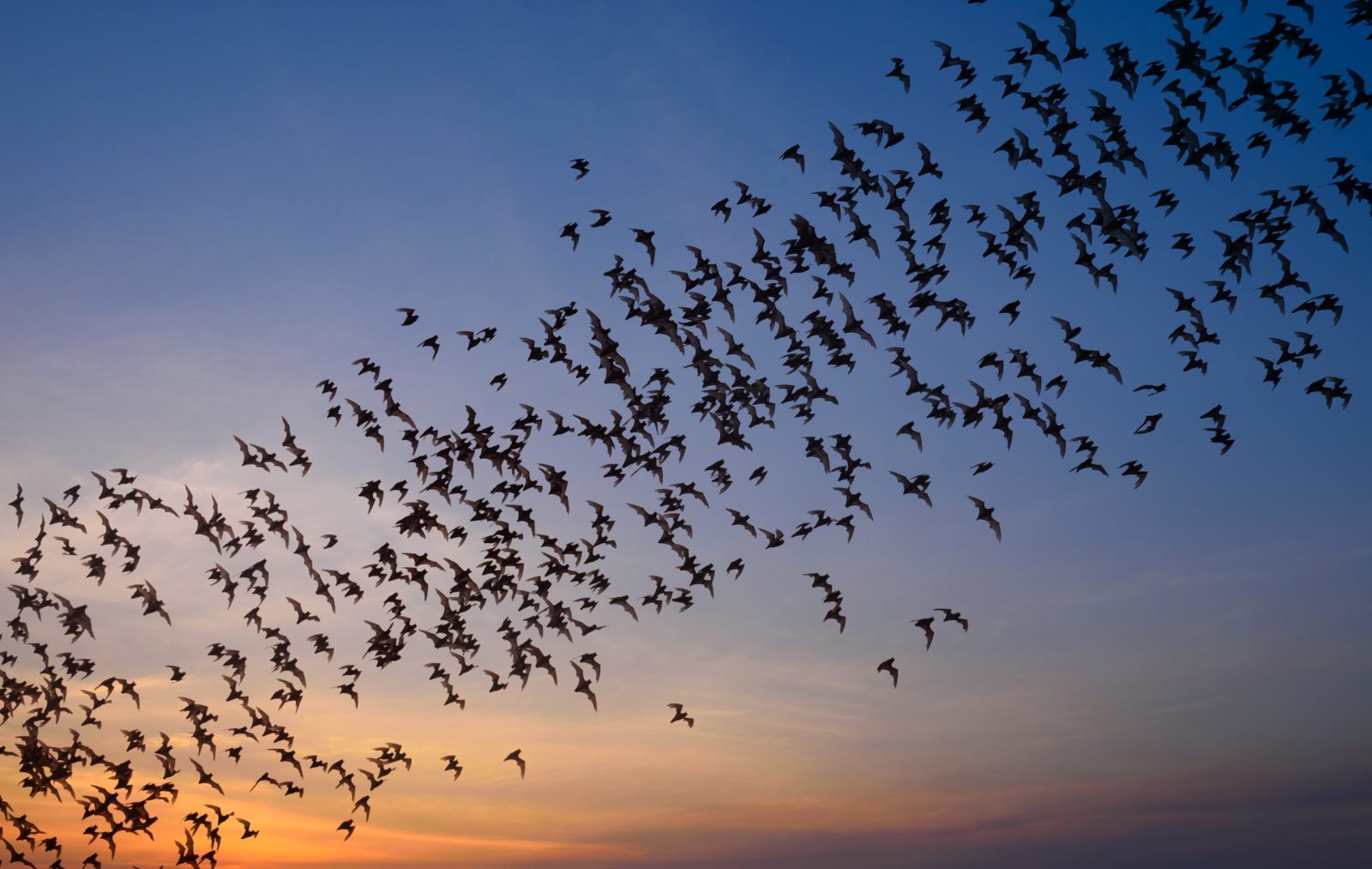 Thousands of Bats Fall to Ground After Hypothermic Shock Due to … – One Green Planet