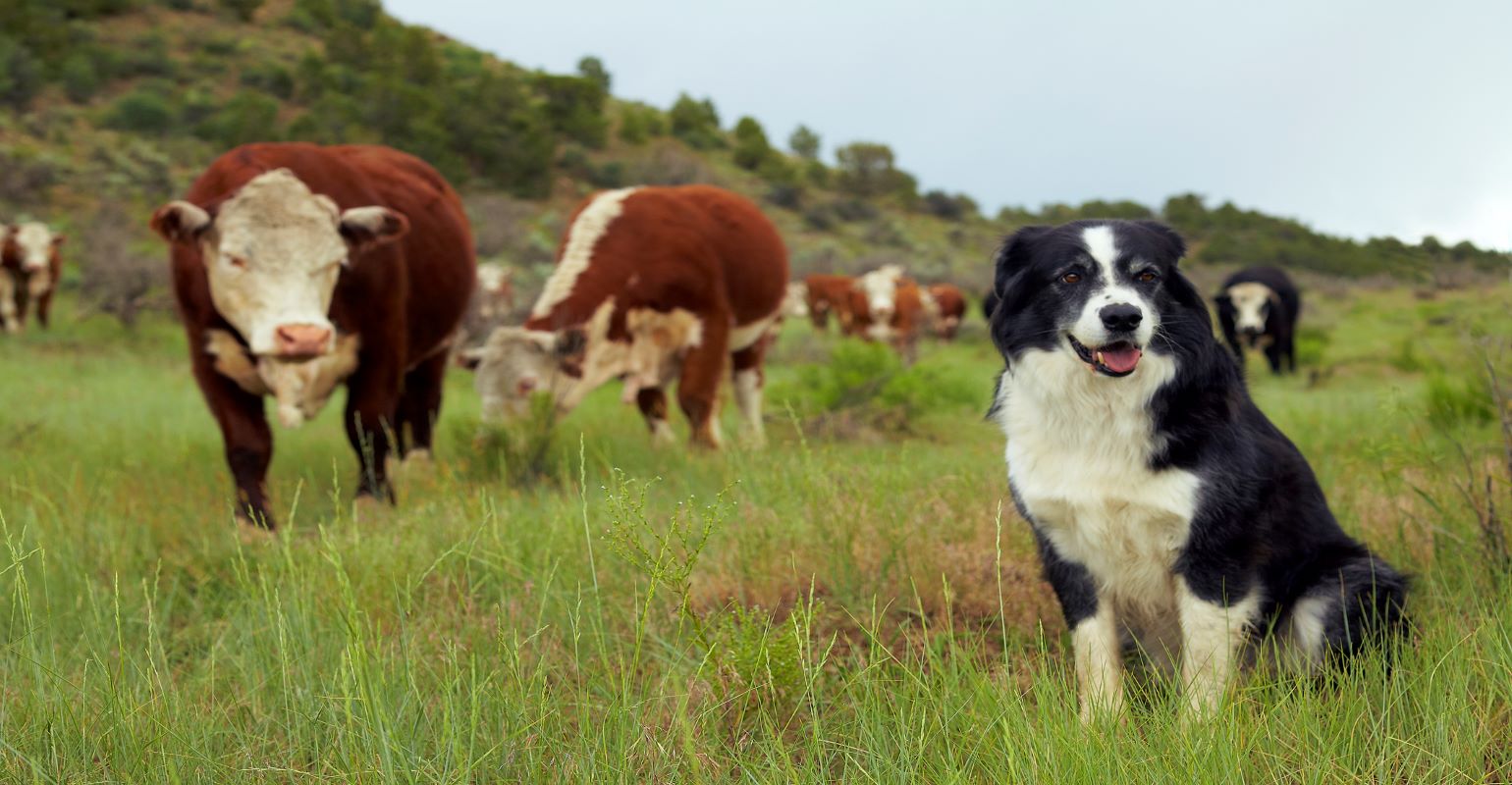 Can dogs catch a whiff of bovine respiratory disease? – Beef Magazine