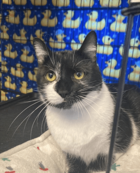 Pet of the Week: Jerry – Oswego County Today – Oswego Daily News