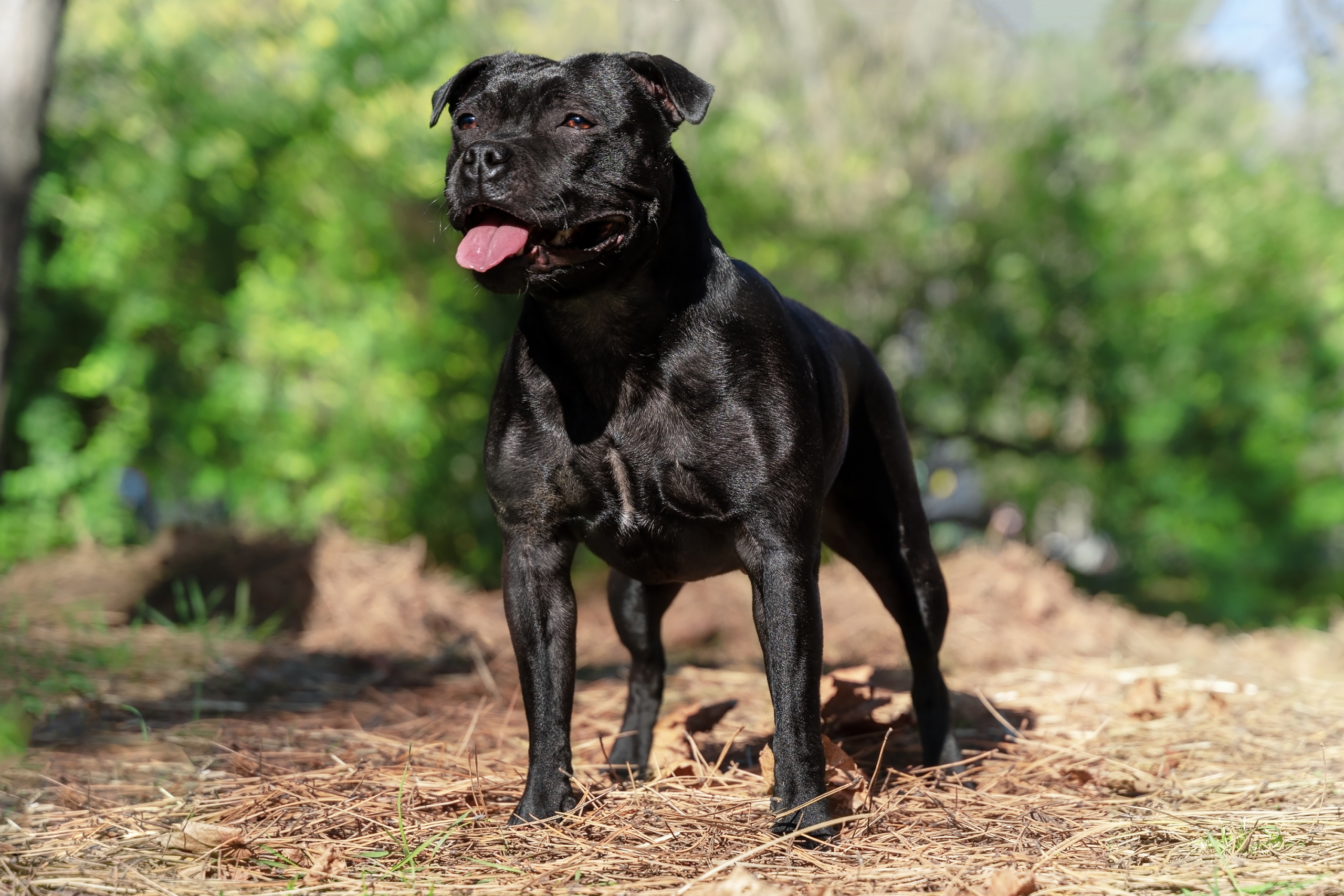 Staffordshire bull terriers are the most stolen dog in London – Time Out London