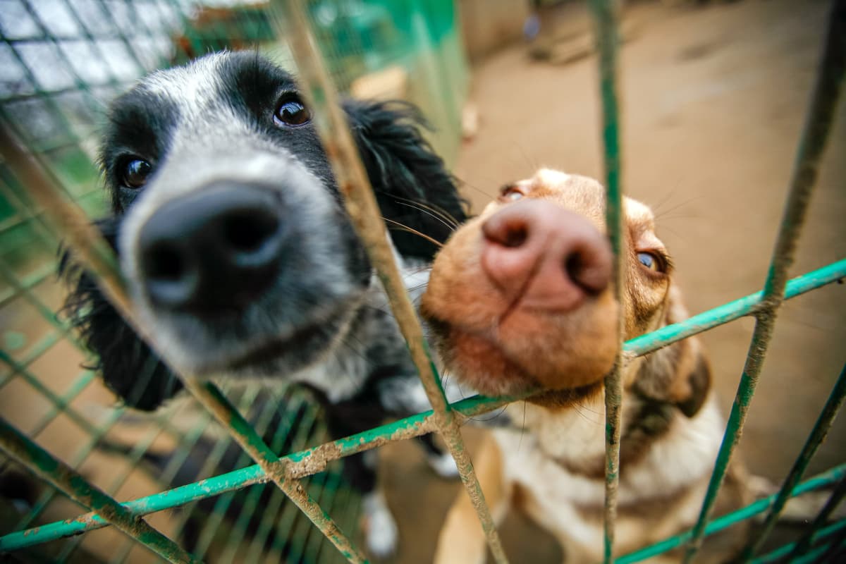 Florida Dog Rescue Makes Plea to People Who Can No Longer Care for Their Pets – Yahoo Life