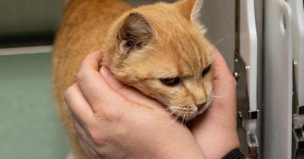 Wake County Makes Urgent Plea for Pet Adoptions as Shelter Fills with Cats and Dogs – Wake County Government