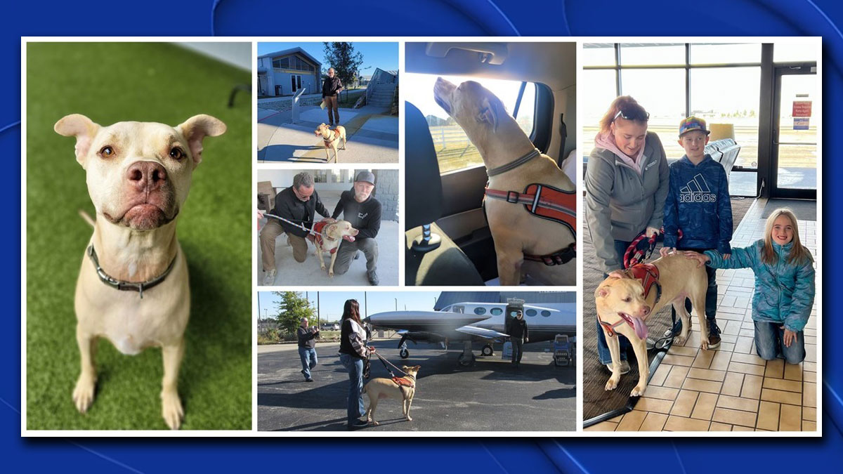 Texas Family Who Left Galveston Reunited With Lost Dog 5 Years Later – NBC 5 Dallas-Fort Worth