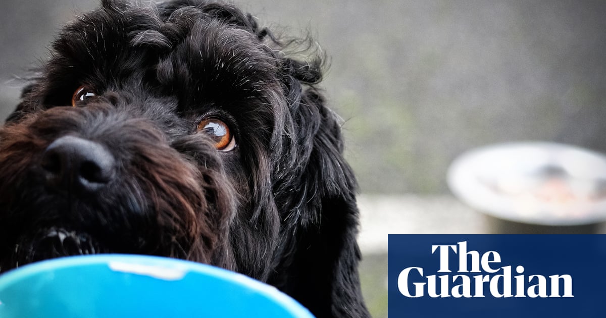 ‘For some it’s feed your kids or your dog’: Britons turn to pet food banks – The Guardian