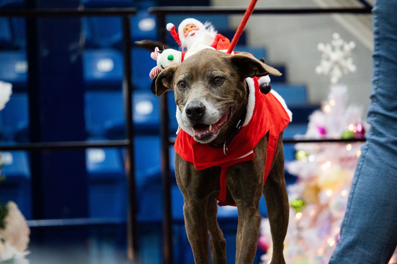 Central Pa. dogs look fetching at ‘Deck the Paws’ fashion show – PennLive