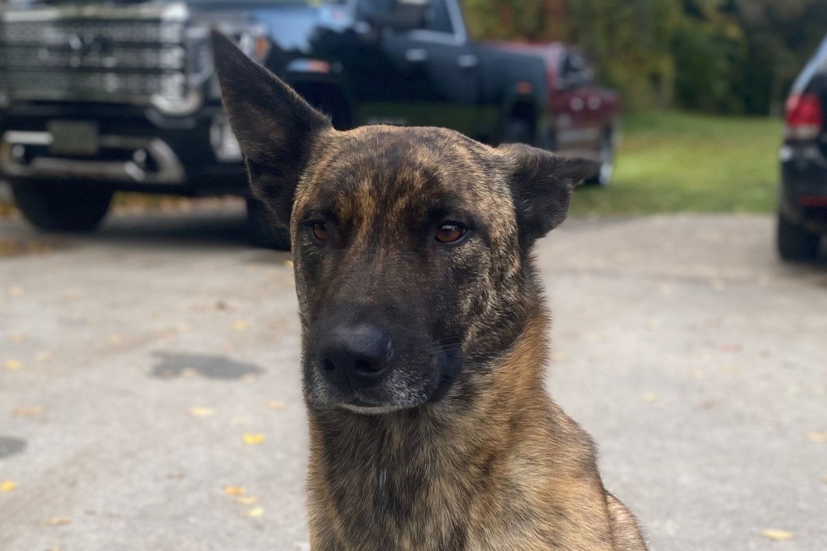 Police, MNR continue to investigate shooting of dog by owner's neighbour – BayToday.ca