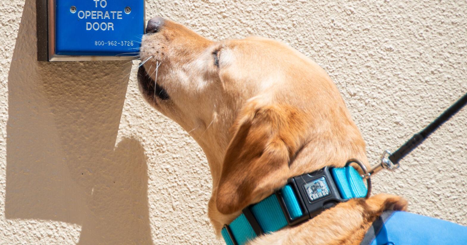 ECU Health Medical Center welcomes new canine team member – The Daily Herald