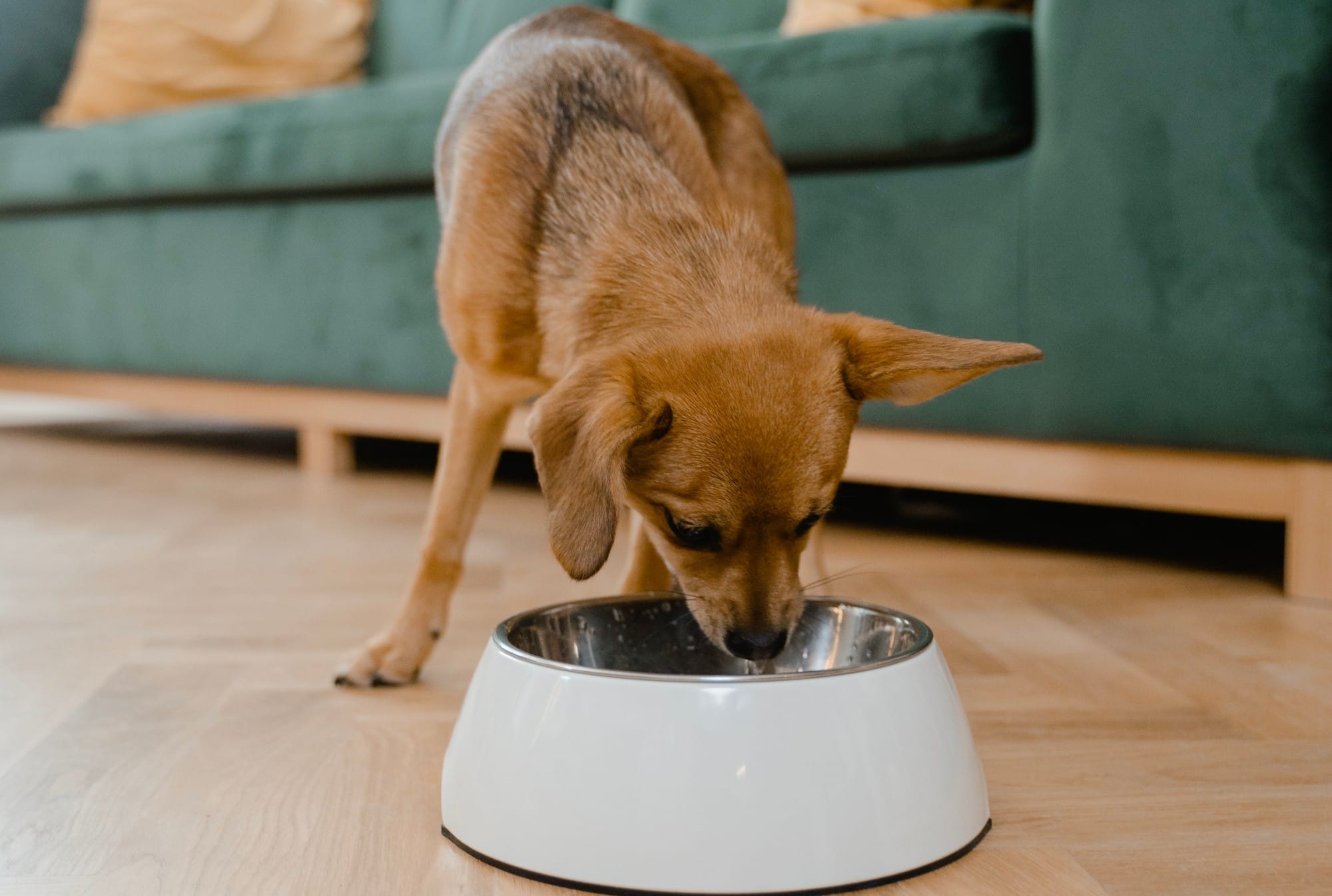 4 Sustainable Dehydrated Dog Food Brands You Need to Know About – This Dog's Life