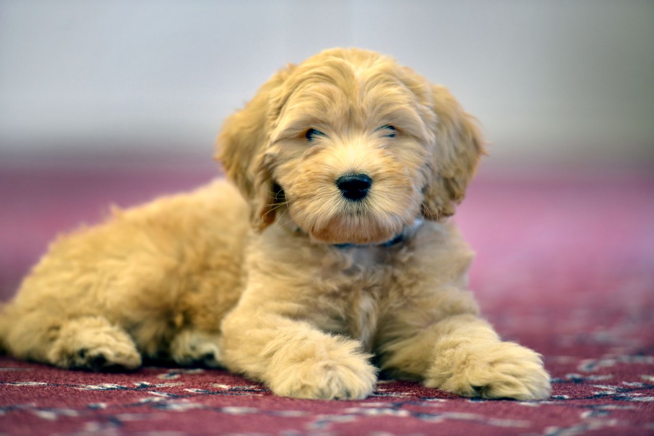 Rookie, Springfield College’s first comfort dog, reports for snuggles – MassLive.com