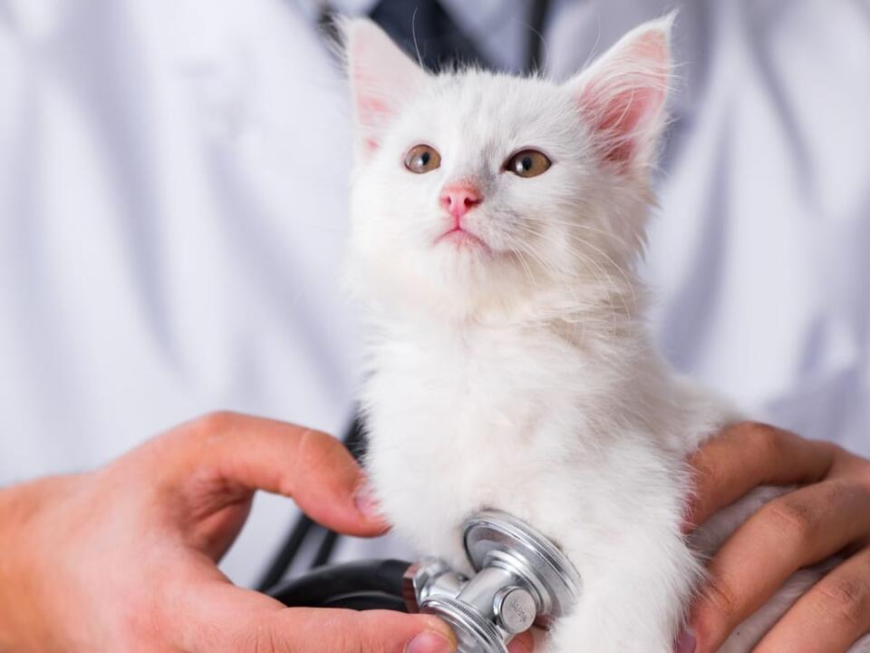 Some More Things Vet Techs (and Vets) Are Tired of Hearing | Shelley Wenger – NewsBreak Original