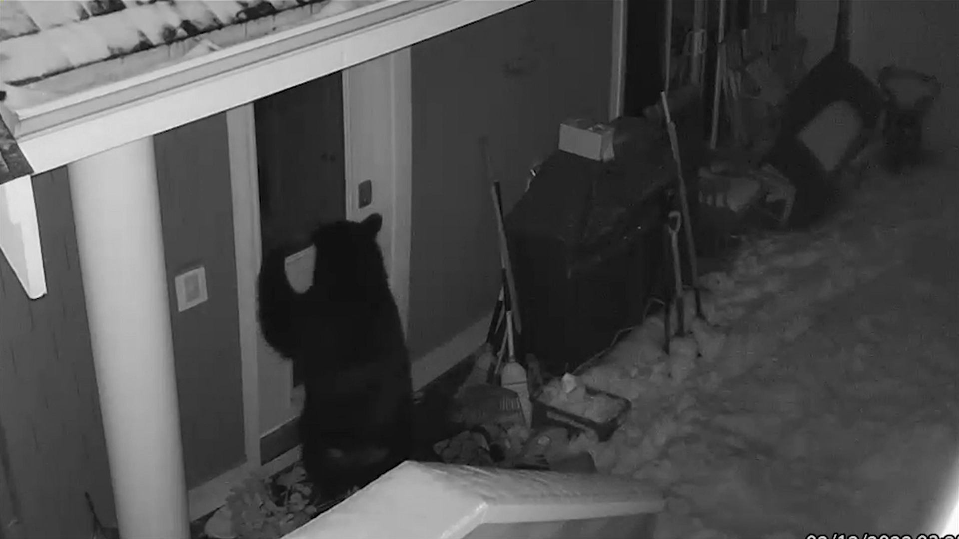 'You never really expect to see a bear in your house': Nanaimo couple wakes to furry intruder – CHEK News