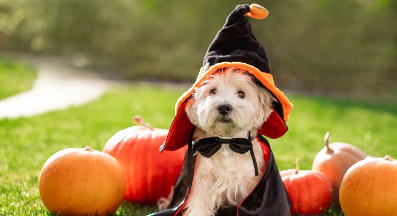 Halloween 2022 brings dangers for pets: How to keep your animals safe – Fox News