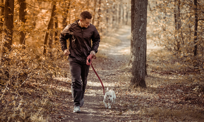 3 Tips for Maintaining a Healthy Lifestyle for Your Dogs – Warwick Beacon