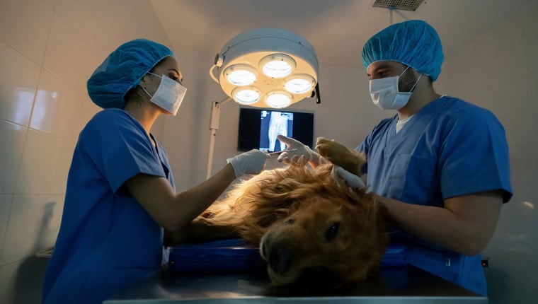 Surgeons Find 44 Hairbands in Dog’s Stomach – DogTime