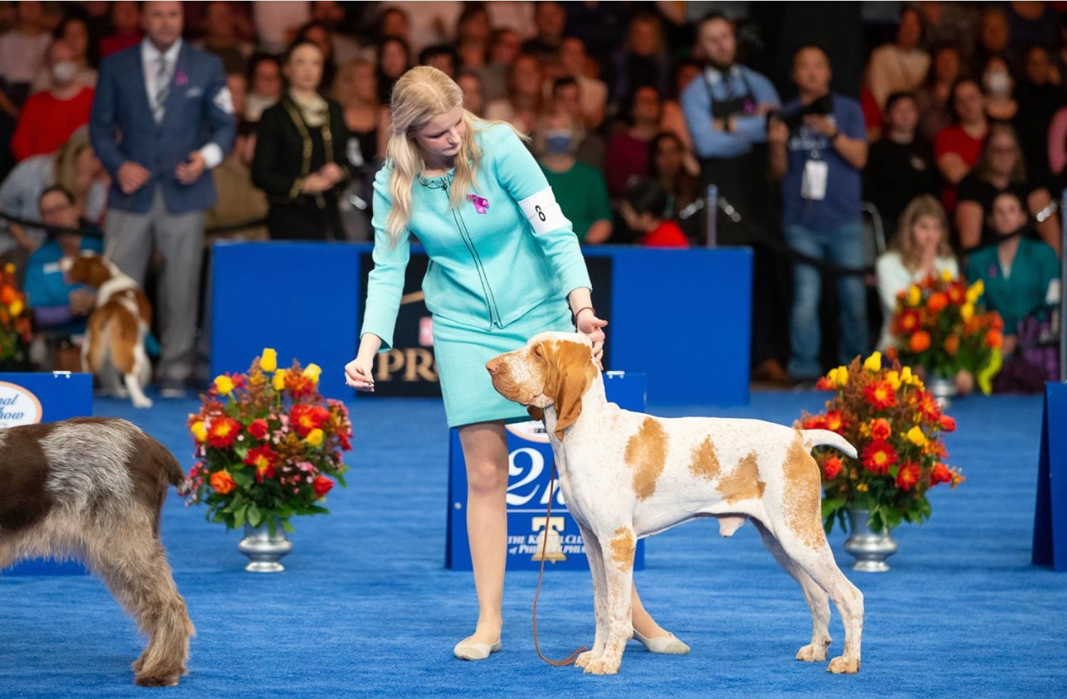 Top 5 highlights from The National Dog Show presented by Purina – Lexington County Chronicle