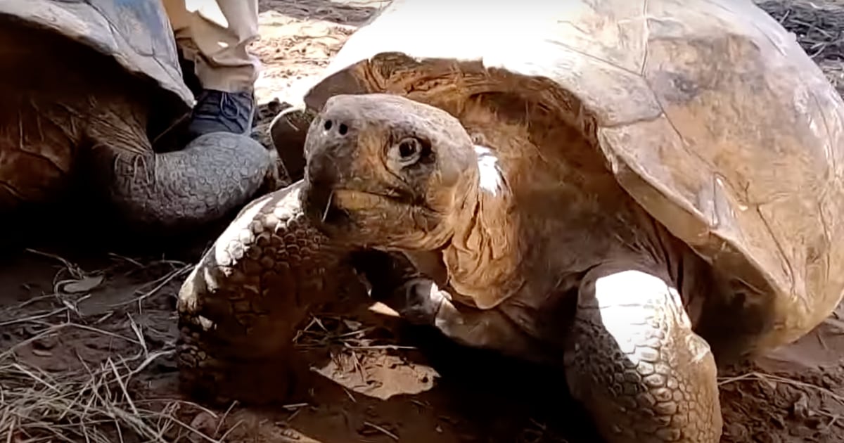 Rare Galápagos Tortoises Stolen From Zoo – TODAY